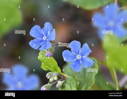 Attēlu rezultāti vaicājumam “Omphalodes verna flower”