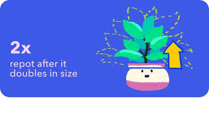 Image result for Alonsoa linearis