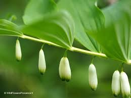 Attēlu rezultāti vaicājumam “Polygonatum odoratum fruit”
