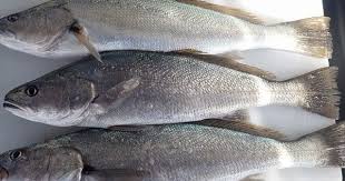 Image result for Argyrosomus japonicus