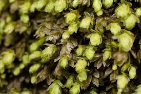 Attēlu rezultāti vaicājumam “Aulacomnium”