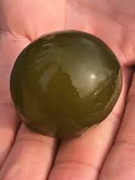 Attēlu rezultāti vaicājumam “Nostoc pruniforme”