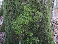 Attēlu rezultāti vaicājumam “Thelopsis rubella”