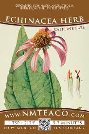 Image result for Echinacea angustifolia