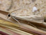 Attēlu rezultāti vaicājumam “Pediasia fascelinella”