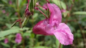 Attēlu rezultāti vaicājumam “Balsaminaceae”