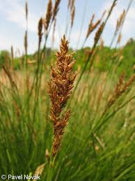Attēlu rezultāti vaicājumam “Carex paniculata”