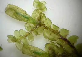 Attēlu rezultāti vaicājumam “Radula complanata sporophyte”