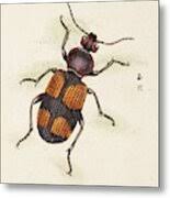 Attēlu rezultāti vaicājumam “Panagaeus cruxmajor”