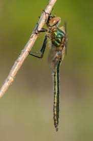 Attēlu rezultāti vaicājumam “Cordulia aenea”