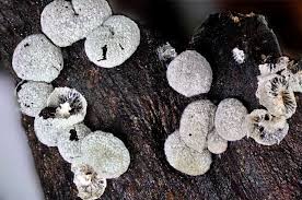 Attēlu rezultāti vaicājumam “Badhamia lilacina”