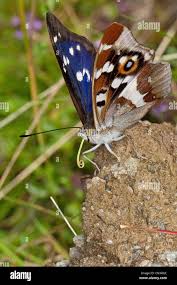 Attēlu rezultāti vaicājumam “Apatura iris male”