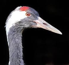 Attēlu rezultāti vaicājumam “Grus grus adult”