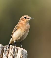 Attēlu rezultāti vaicājumam “Oenanthe oenanthe female”
