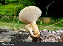 Attēlu rezultāti vaicājumam “Polyporus squamosus”