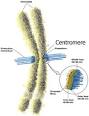 a tiny thing on <b>centromere</b>