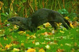 Image result for Eltham Otters