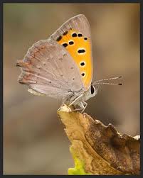Attēlu rezultāti vaicājumam “Lycaena phlaeas underside”