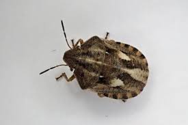 Attēlu rezultāti vaicājumam “Eurygaster testudinaria imago”