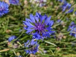 Attēlu rezultāti vaicājumam “Scrophularia umbrosa flower”