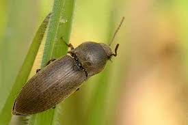 Attēlu rezultāti vaicājumam “Ectinus aterrimus”