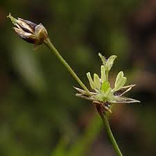 Attēlu rezultāti vaicājumam “Luzula pilosa bud”