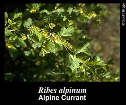 Attēlu rezultāti vaicājumam “Ribes alpinum leaf”