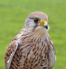 Attēlu rezultāti vaicājumam “Falco tinnunculus”