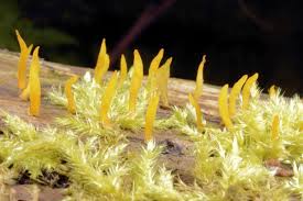 Attēlu rezultāti vaicājumam “Calocera cornea”
