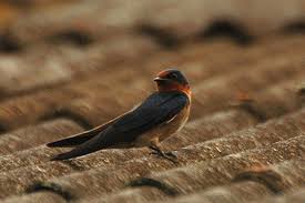 Attēlu rezultāti vaicājumam “Hirundinidae”