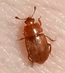 Attēlu rezultāti vaicājumam “Epuraea sp.”