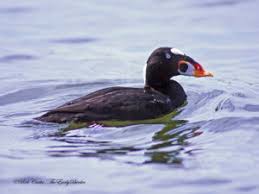 Image result for Melanitta perspicillata