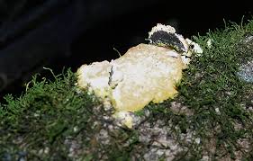 Attēlu rezultāti vaicājumam “Fuligo septica cf. rufa spores”