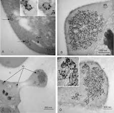 Attēlu rezultāti vaicājumam “Colloderma oculatum plasmodium”