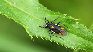 Attēlu rezultāti vaicājumam “Capsodes gothicus”