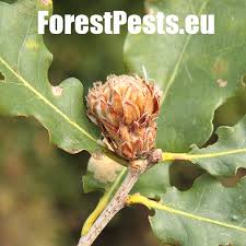 Attēlu rezultāti vaicājumam “Andricus foecundatrix”