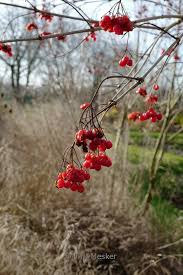 Attēlu rezultāti vaicājumam “Viburnum opulus”