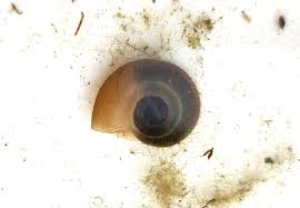 Attēlu rezultāti vaicājumam “Planorbidae”