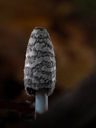 Attēlu rezultāti vaicājumam “Trichia ambigua stalked”