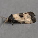 Attēlu rezultāti vaicājumam “Cochylis dubitana”