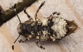 Attēlu rezultāti vaicājumam “Platystomos albinus”