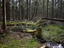 Attēlu rezultāti vaicājumam “Ligidium hypnorum”