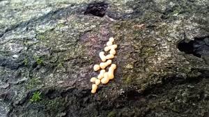 Attēlu rezultāti vaicājumam “Licea minima spores”