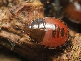 Attēlu rezultāti vaicājumam “Adomerus biguttatus”