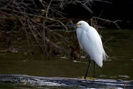 Image result for Egretta thula