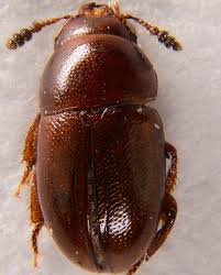 Attēlu rezultāti vaicājumam “Leiodidae”