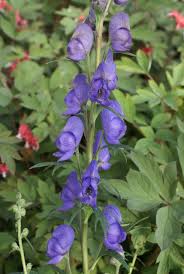 Attēlu rezultāti vaicājumam “Aconitum napellus flower”