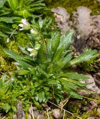Attēlu rezultāti vaicājumam “Erophila verna flower”