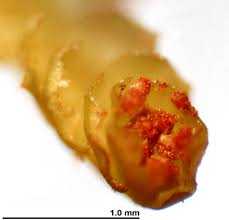 Attēlu rezultāti vaicājumam “Barbilophozia lycopodioides”