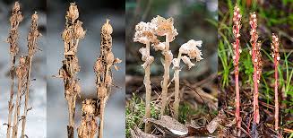 Attēlu rezultāti vaicājumam “Monotropa hypopitys”